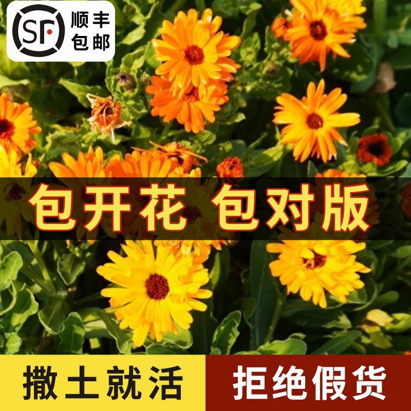 金盏菊种子 四季花种子 长生菊花籽四季 室内盆栽花草庭院花卉