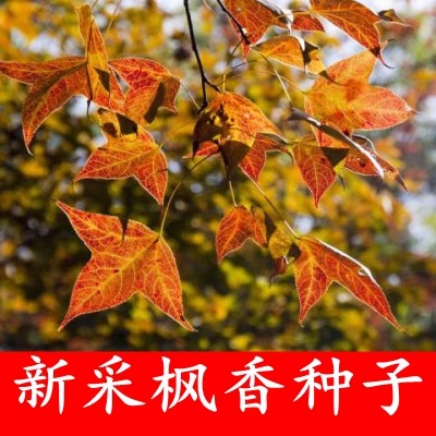 花色仙枫香种子植物园艺