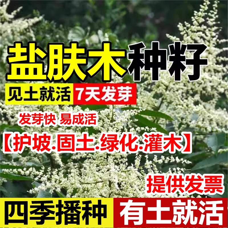 盐肤木种子新采蜜源树种籽五倍子耐寒耐旱绿化护坡灌木多年生草籽