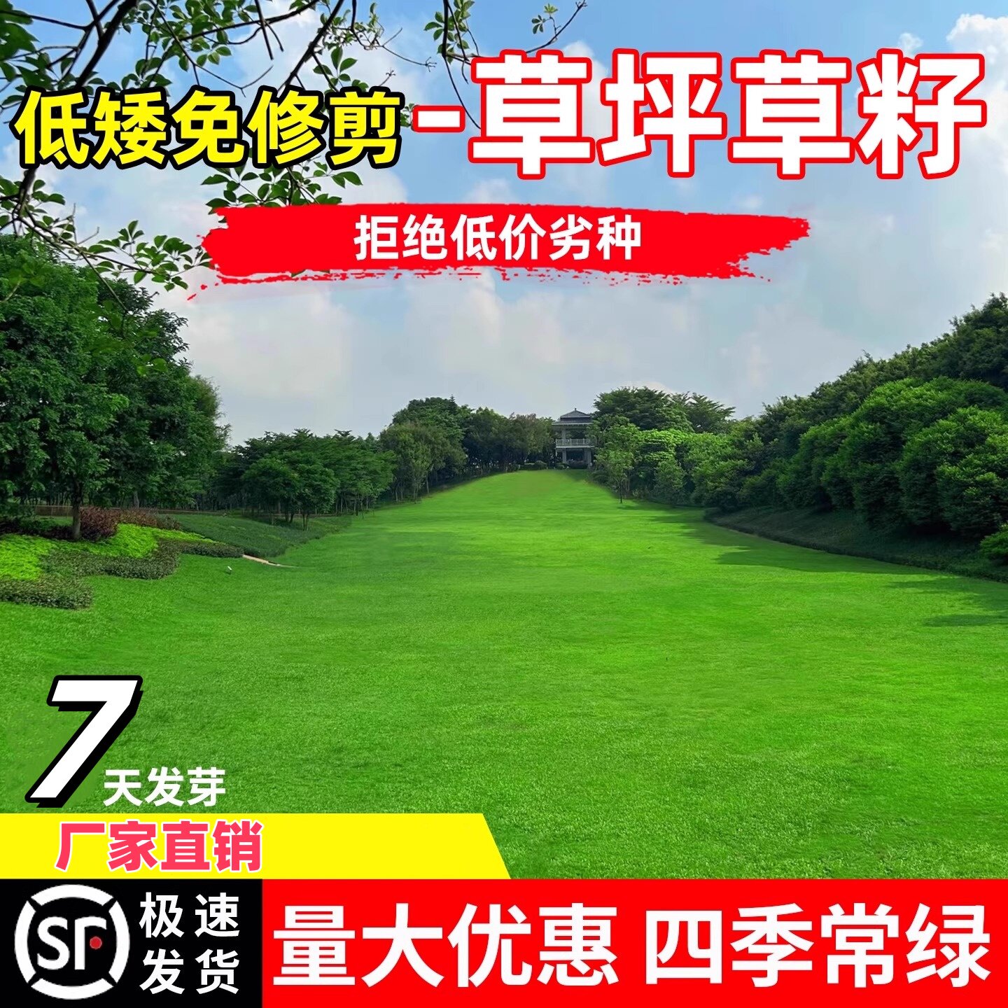 草坪草籽矮生免修剪四季常青护坡固土工程绿化草种子黑麦草狗牙根