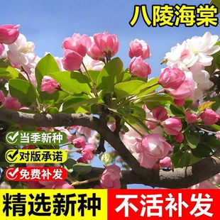 当年新采八棱海棠树种子怀来海棠苹果树嫁接砧木多年生观赏树种子