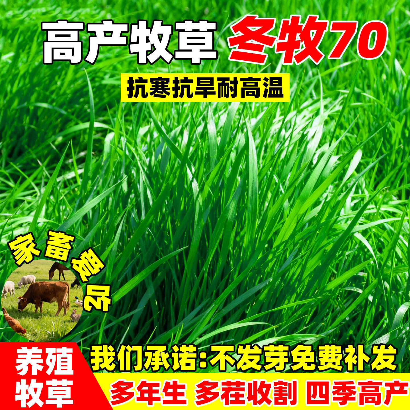 黑麦草种籽高蛋白畜牧养殖耐寒耐旱多年生草籽四季高产型牧草种子