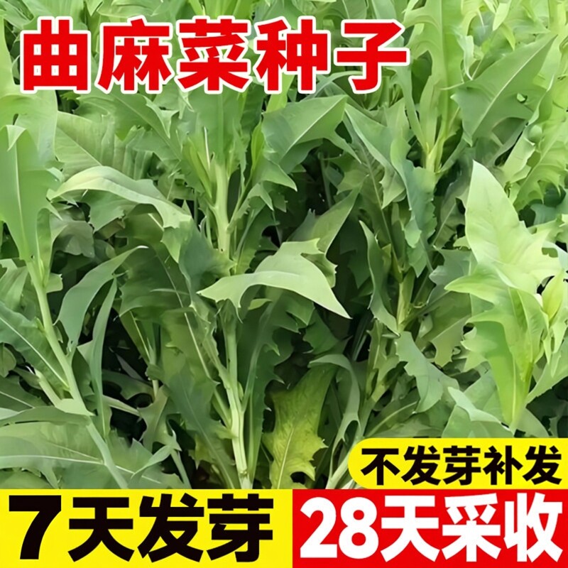 曲麻菜种子曲曲芽菜野生红曲麻菜四季种植盆栽阳台庭院苦菜种籽孑