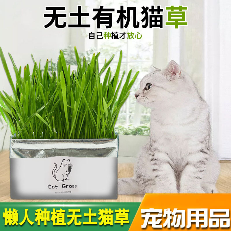 小麦草种子猫籽孑黑薄荷芽苗菜