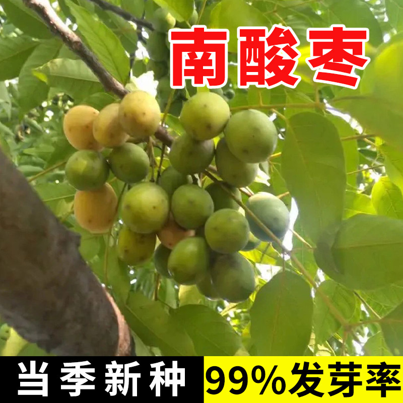 新采南酸枣种子 酸枣树 货郎果 四眼果 山枣树 鼻涕果 五眼果种子