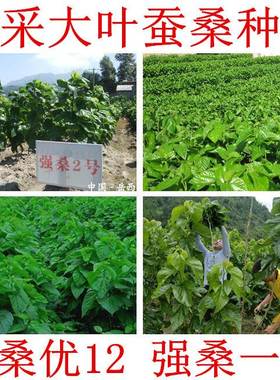 大叶蚕桑种子 强桑一号 养蚕喂蚕桑叶树种子 农桑14号 饲料桑葚籽