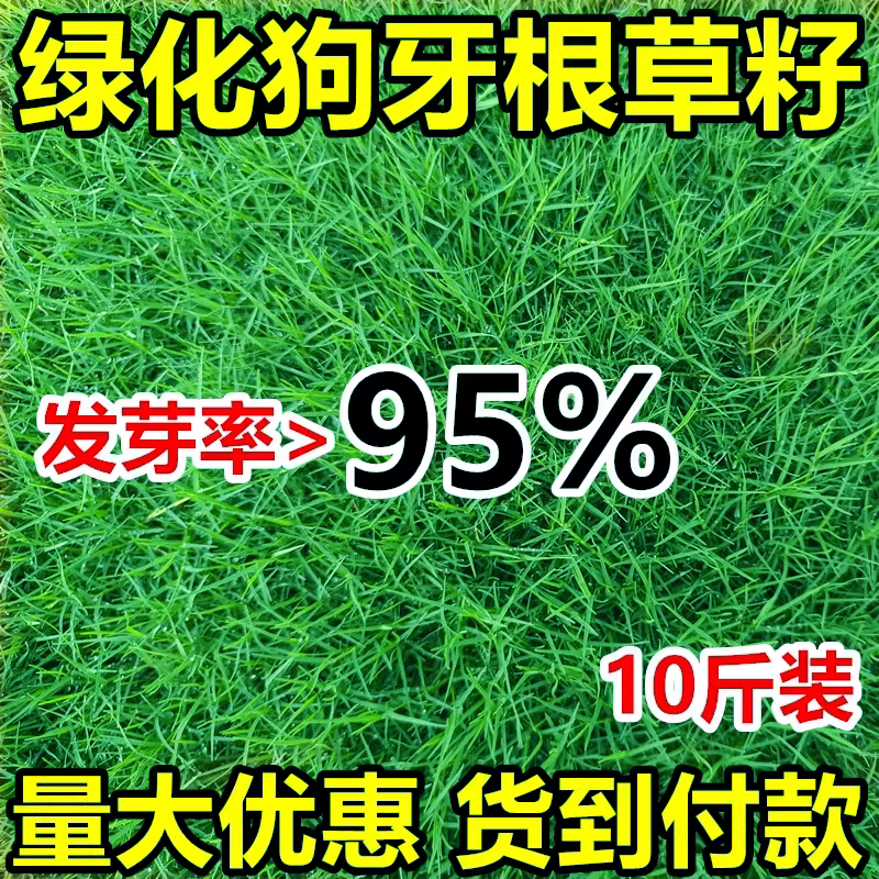 狗牙根草坪草籽带壳脱壳净籽耐旱四季常青护坡固土工程绿化草种子