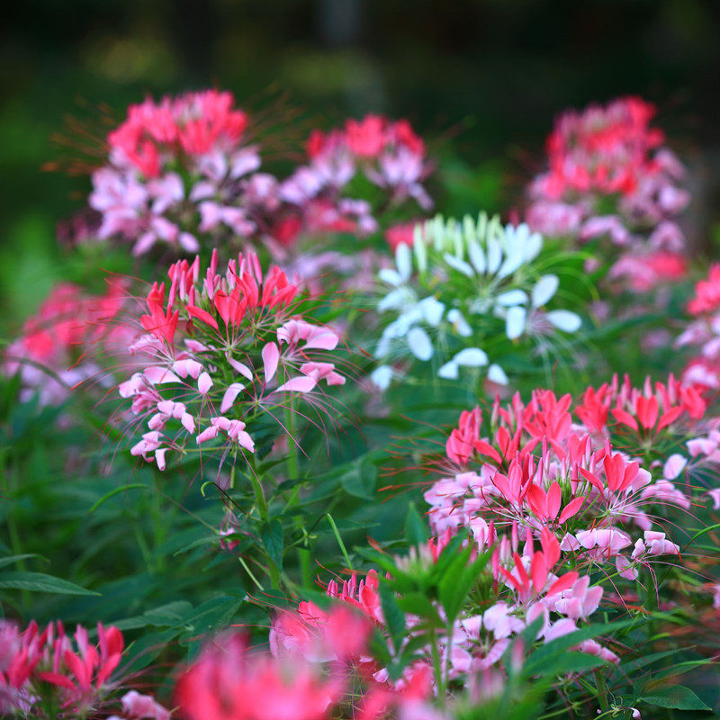 醉蝶花种子 景观花海种子工程园林绿化鲜花植物花籽花期长