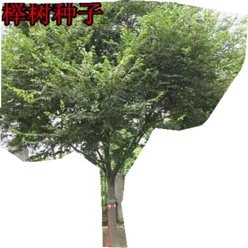 白榉血榉榉树种子小果榉青榉