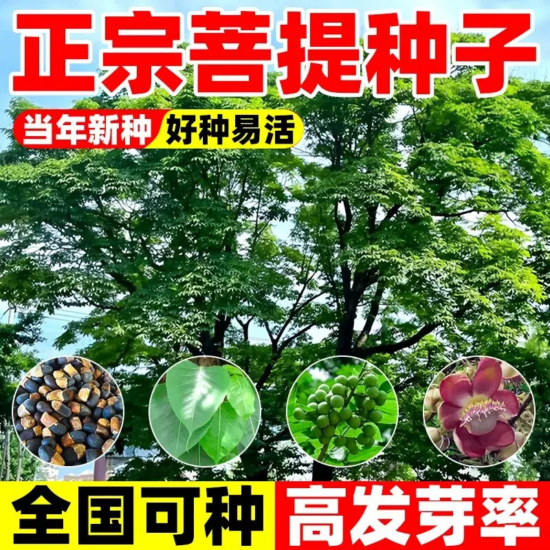 菩提多年生观赏植物种孑文玩