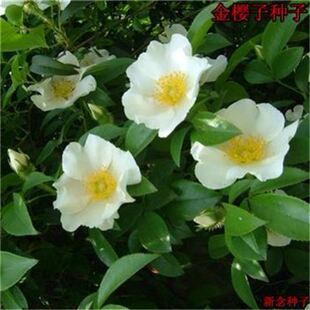 金樱子种子 花卉园艺种子 绿化苗木种子 常绿攀援灌木种子 优惠