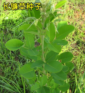 长镰草种子 响铃草 墓地草坪种子 耐旱耐贫瘠 四季青草籽 坟头草