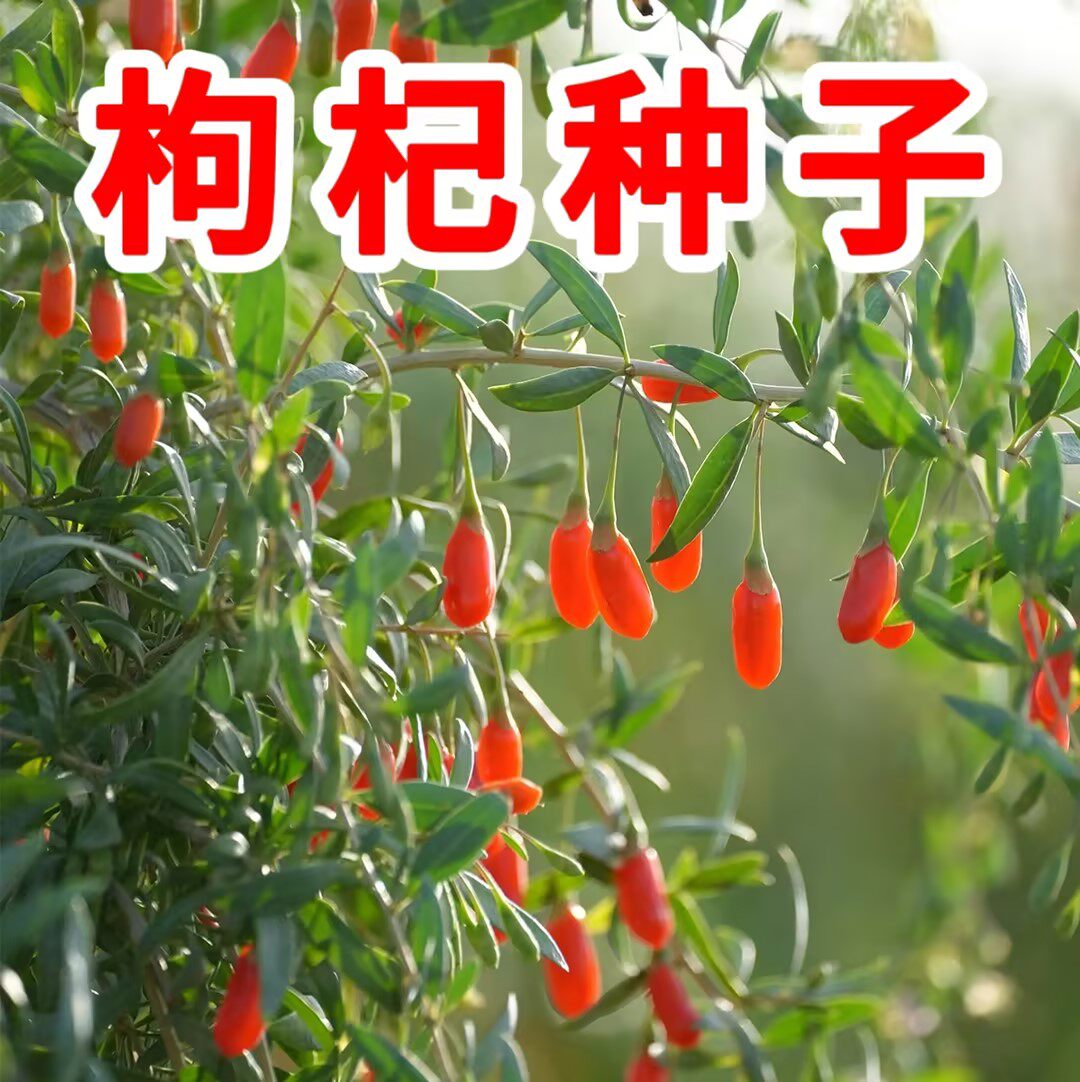 养生野生红枸杞种子四季播阳台盆栽菜园种籽农家田园药材枸杞种子