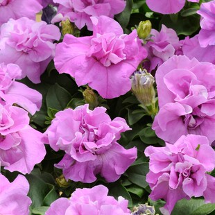 进口多花重瓣矮牵牛种子二重唱四季易种室内阳台盆栽花卉种子花籽