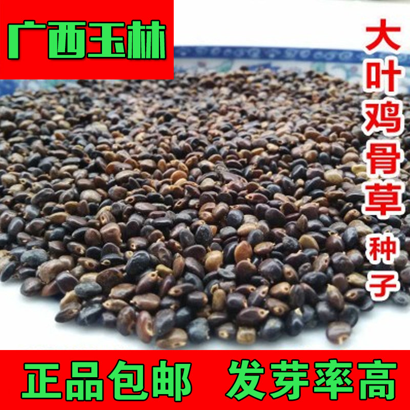 广西野生鸡骨草种子大黄甜