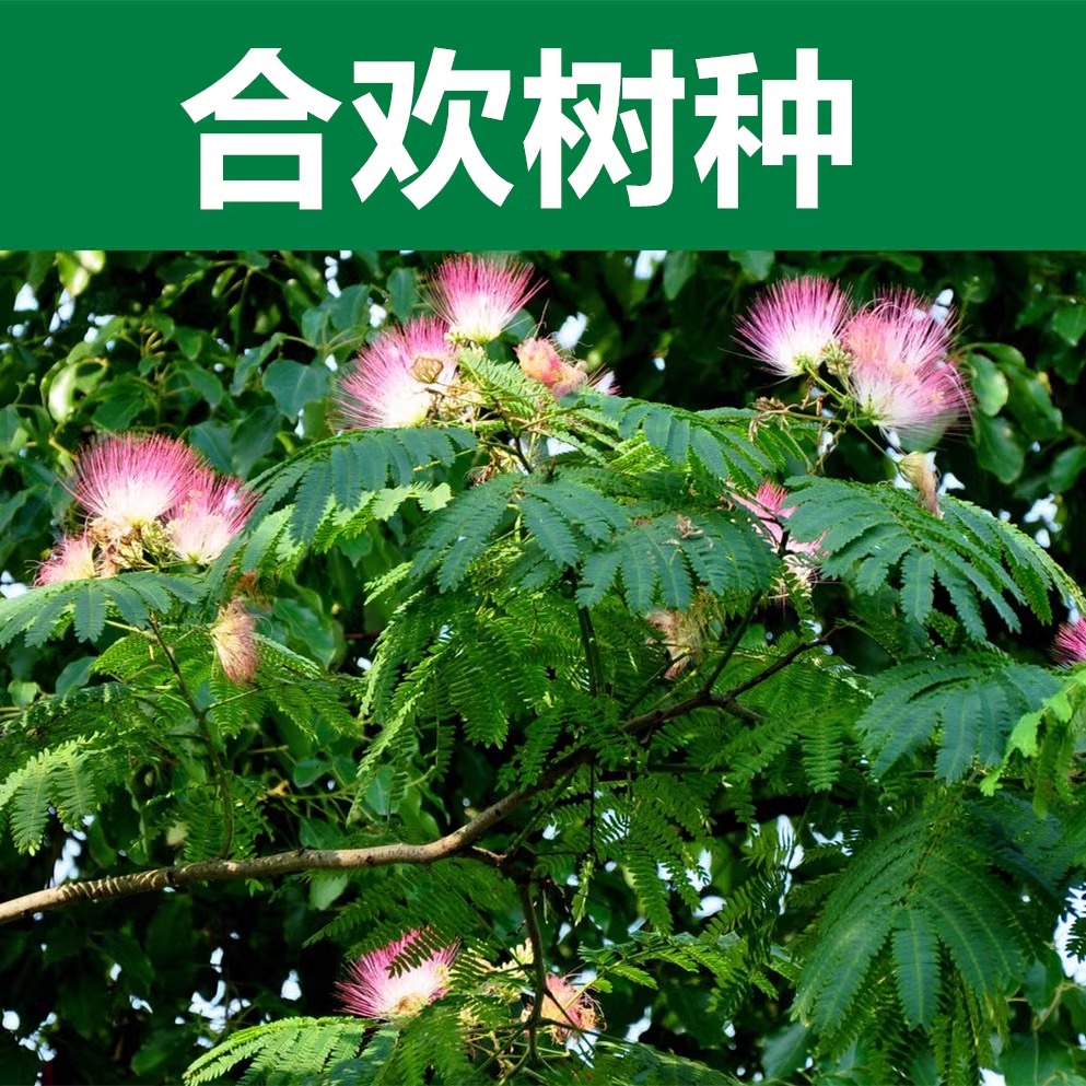 合欢种子四季种植落叶乔木行道树