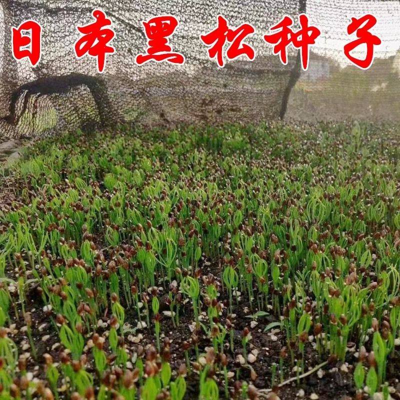 黑松树种子耐旱耐寒林木树种多年生四季常青树日本黑松种子绿化树