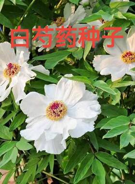 白芍种子材药籽红花海abcd