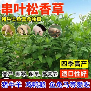 进口高产串叶松香草籽牧草种子牲畜猪牛羊鸡鸭鹅鱼食用松香草种子