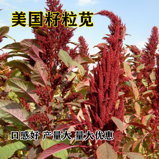 美国籽粒苋种子 优质牧草黑千穗谷 高蛋白鸡鸭鹅家禽喜食苋菜