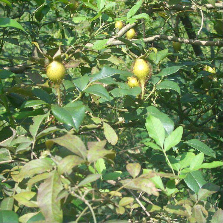 金樱子种子制栲胶熬糖酿酒园艺经济价值高攀援灌木篱笆墙