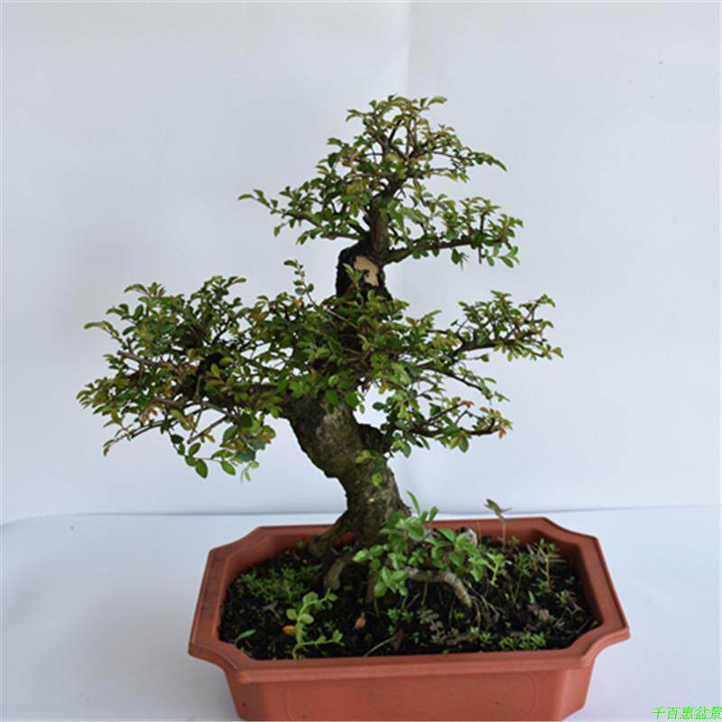 小叶榆树盆景居家绿色观茎植物盆栽精选老桩办公室客厅榆钱树盆景