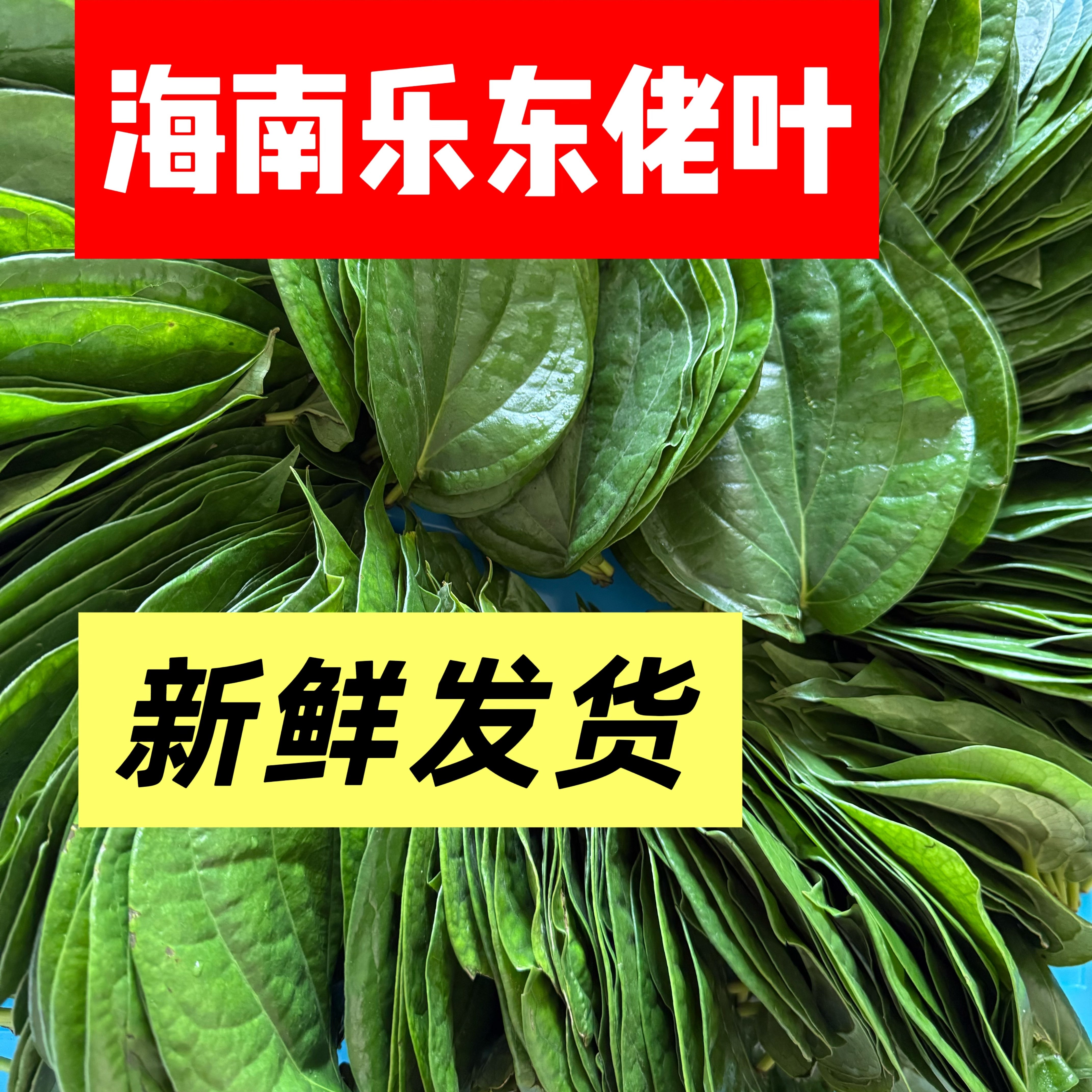海南陵水荖叶新鲜配生槟榔的叶子散装当季佬叶配料园产地批发包邮