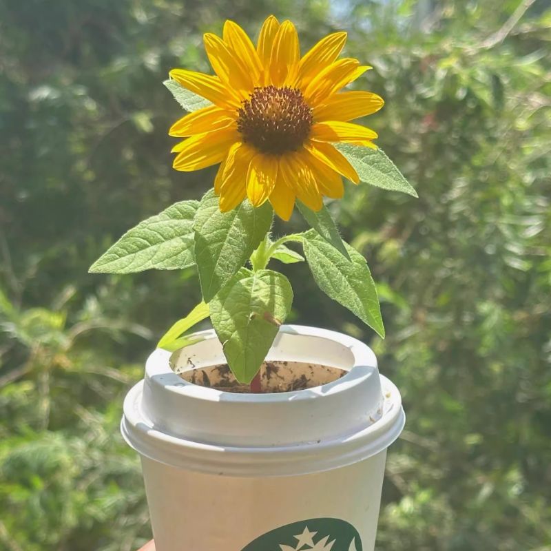 矮向日葵种子四季播种开花