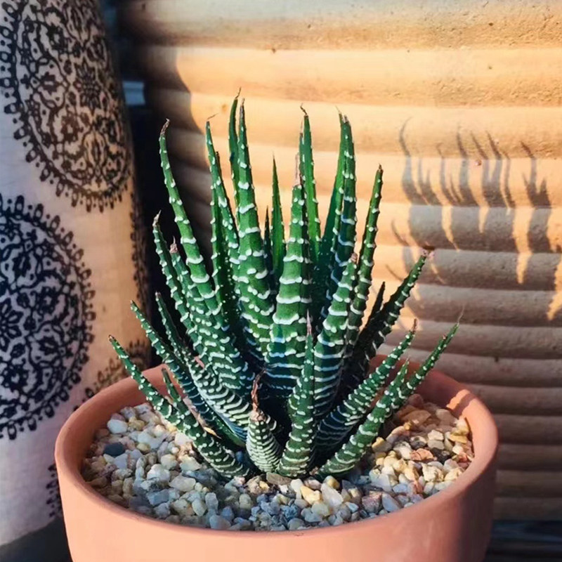 多肉植物 条纹十二卷 盆栽绿植 花卉盆花组合多肉 办公室盆景包邮