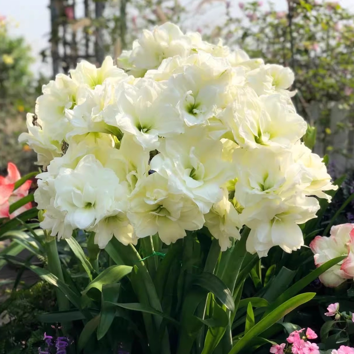 重瓣朱顶红种球阿弗雷球根四季