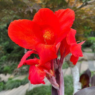 9.9元 5个美人蕉根块水生花苗多年生盆栽植物室外庭院易活种球花卉