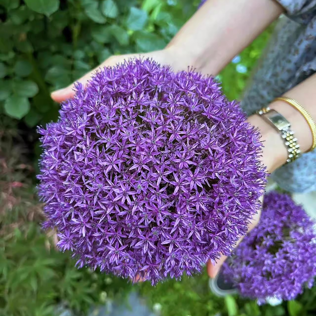 荷兰进口大花葱种球盆栽庭院地栽耐寒花卉植物大葱花球根四季易活