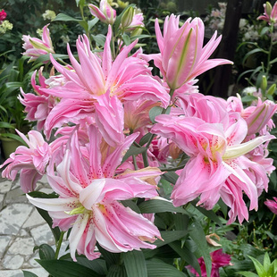 重瓣香水百合种球盆栽进口球重瓣多头室内外四季百合球根植物花卉