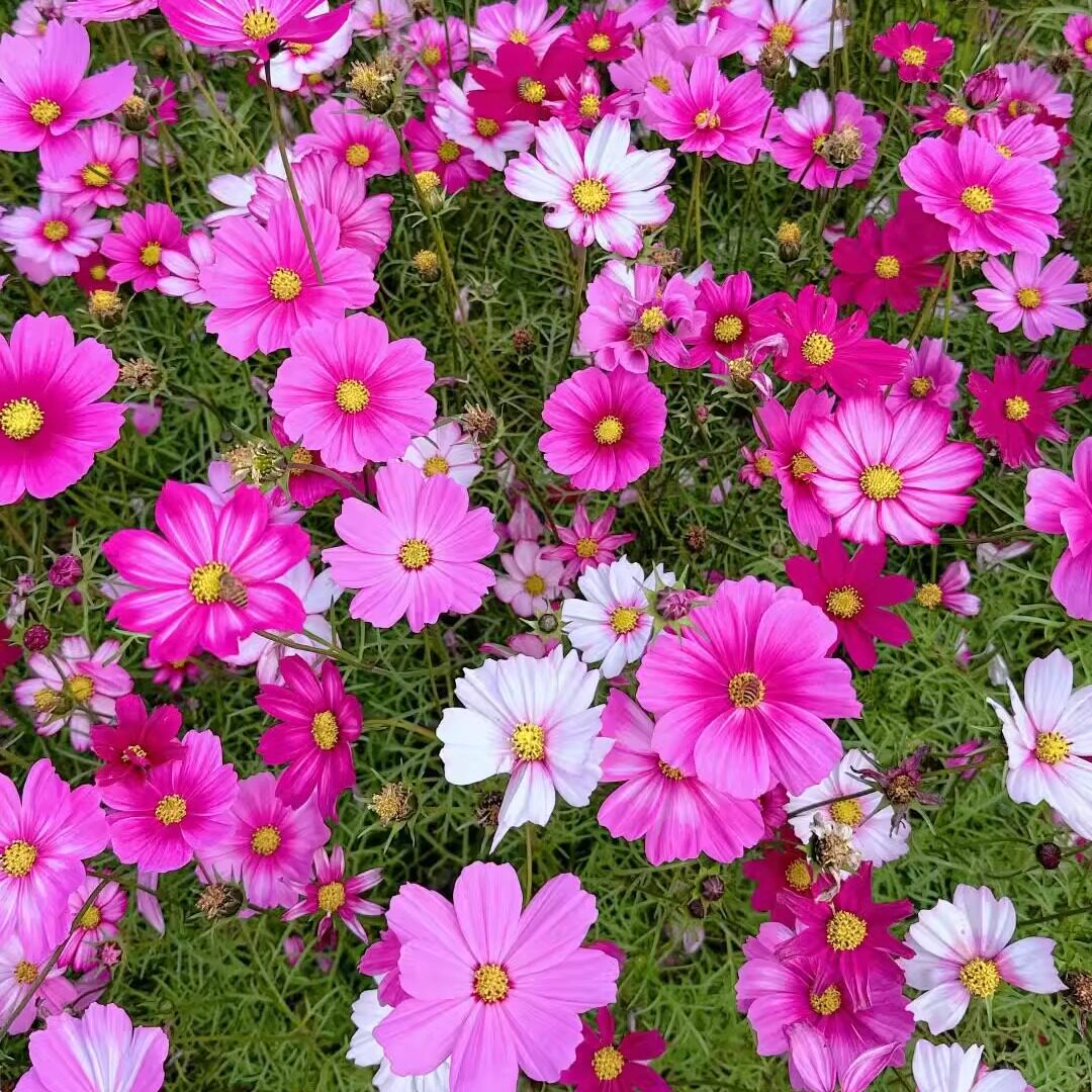 波斯菊花种子四季易活多年生图片