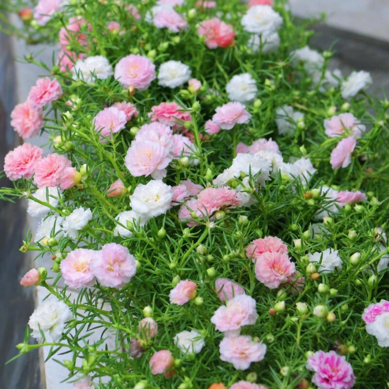 新手易种易爆盆重瓣太阳花种籽子四季好养阳台盆栽庭院室内外花卉