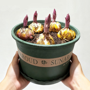 10颗香水百合花种球四季好养活盆栽植物多头花苞室内外花卉多年生