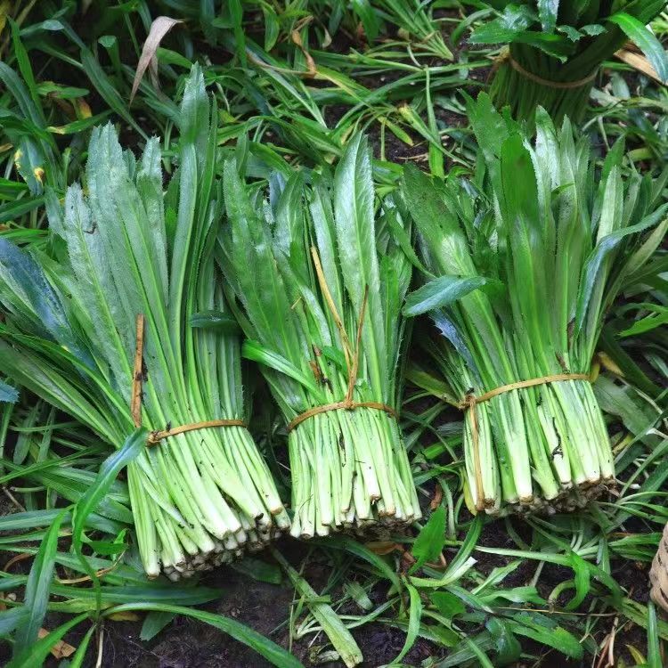 新鲜芫荽现摘现发新鲜包邮