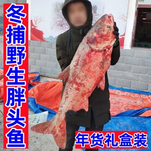 查干名珍胖头鱼淡水湖冬捕鱼冷水鱼东北吉林松原整条年货包邮