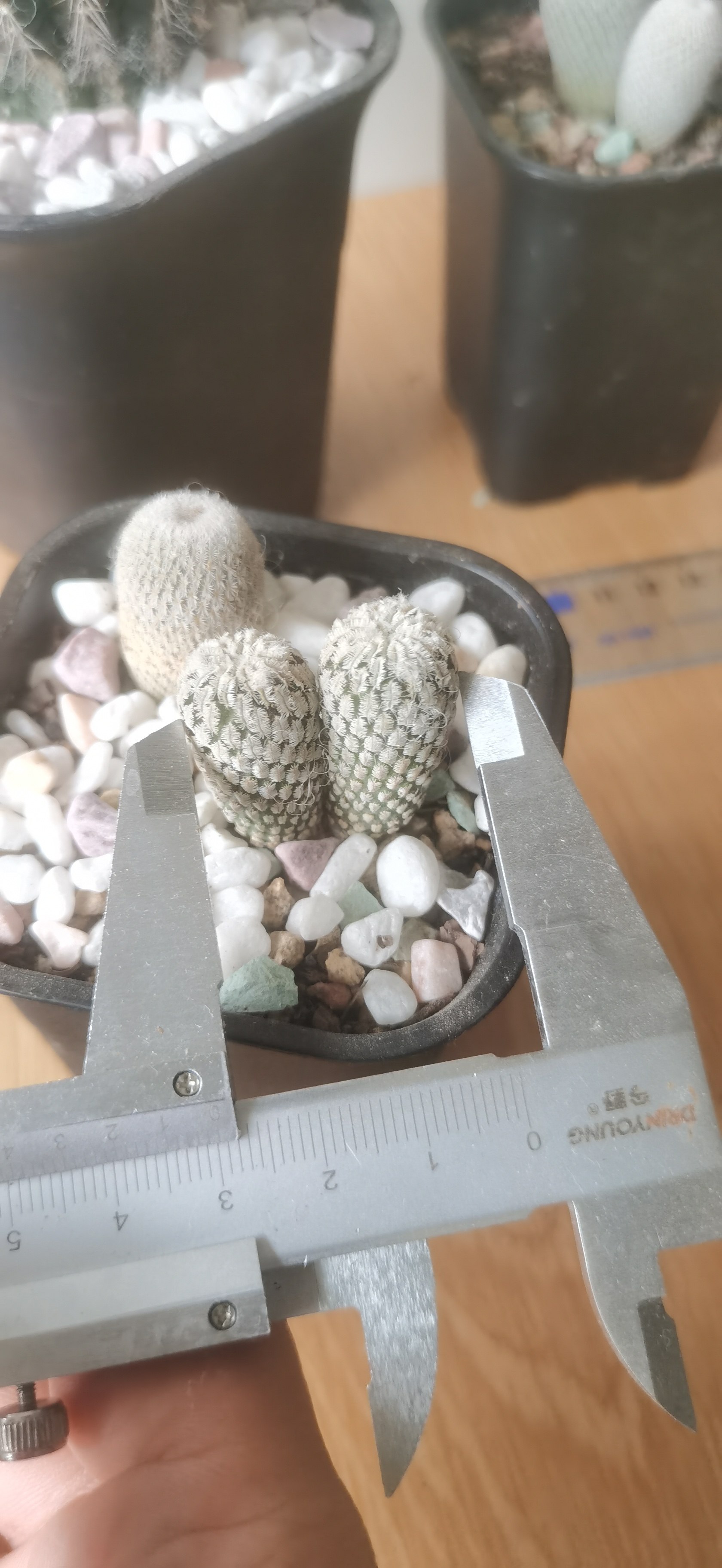 精巧殿双头实生,特价