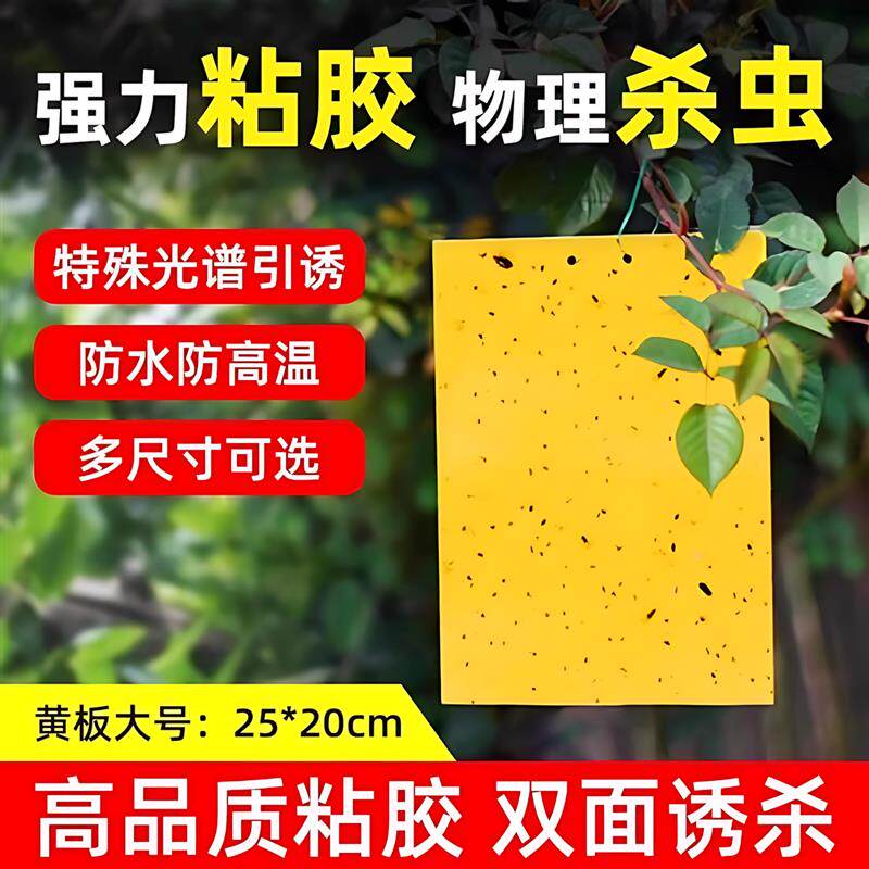 正宗果蝇诱捕器黄板双面粘虫板诱虫板贴纸果园蚊子苍蝇大棚强力诱