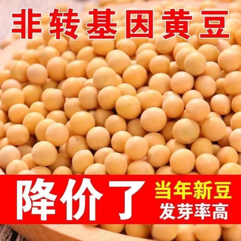 新货东北笨黄豆新鲜大豆非转基因大豆子可打豆浆发黄豆芽原材料营
