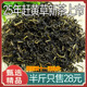 四川泸州古蔺野生特级赶黄草叶益肝茶赶黄草茶可搭赶黄花叶杆袋装