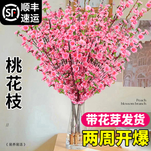 速发树花水培桃花枝内干枝红梅珍珠李室带花卉盆栽鲜切水养绿植物