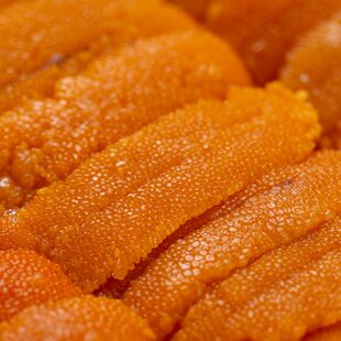 大连海胆非刺身鲜活速冻新鲜现剥海胆肉海胆黄马粪海胆冷冻非即食