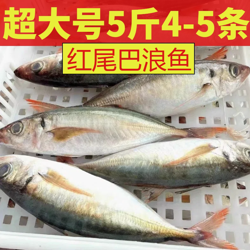 自家渔船红尾巴浪鱼超大号野捕捞新鲜冷冻海鲜水产一整箱顺丰包邮