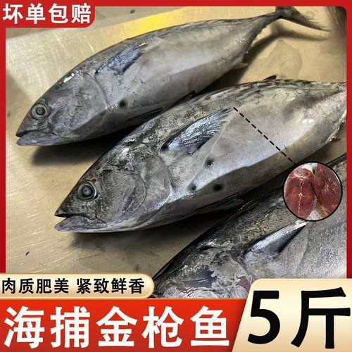 深海海钓炮弹鱼金枪鱼血冠鱼