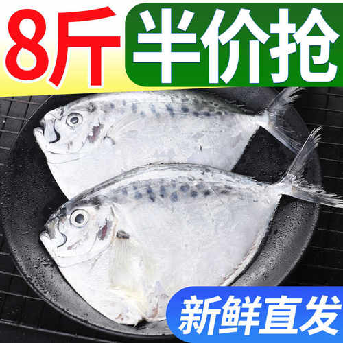 海捕刀鲳鱼深海鲳鱼新鲜大号