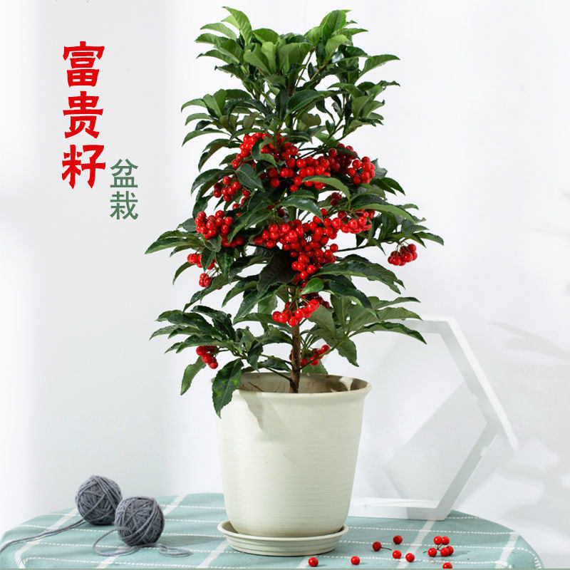富贵籽朱砂根红凉伞黄金万两金玉满堂富贵子客厅盆栽盆景带籽