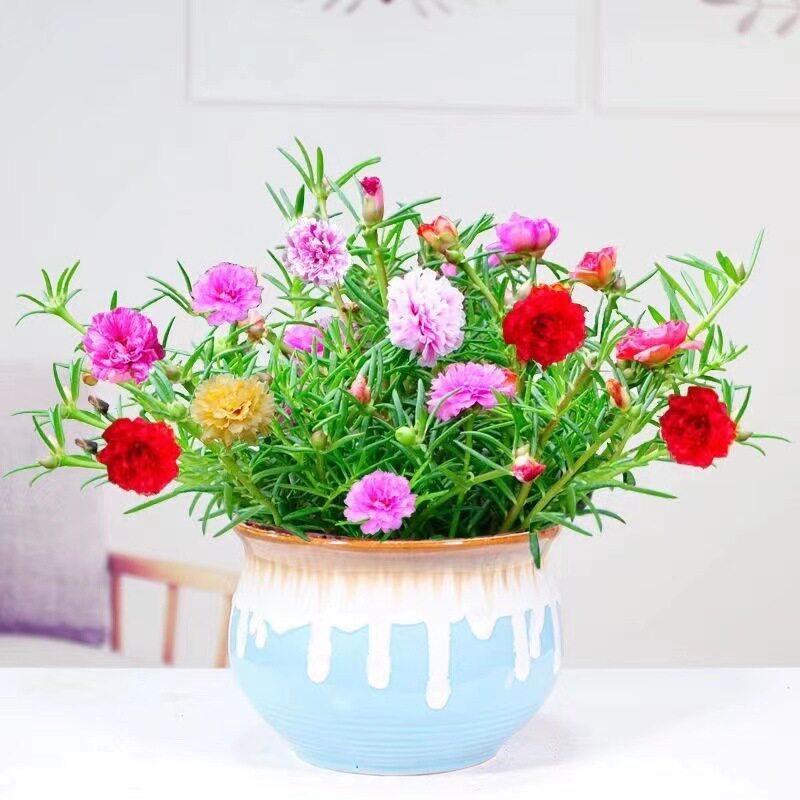 太阳花盆栽花卉绿植重瓣花苗带根带花苞四季开花植物阳台庭院宿根