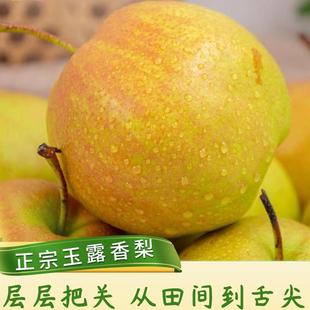 玉露香梨正宗山西当季新鲜水果皮薄肉细脆甜汁水多出口大果礼盒装